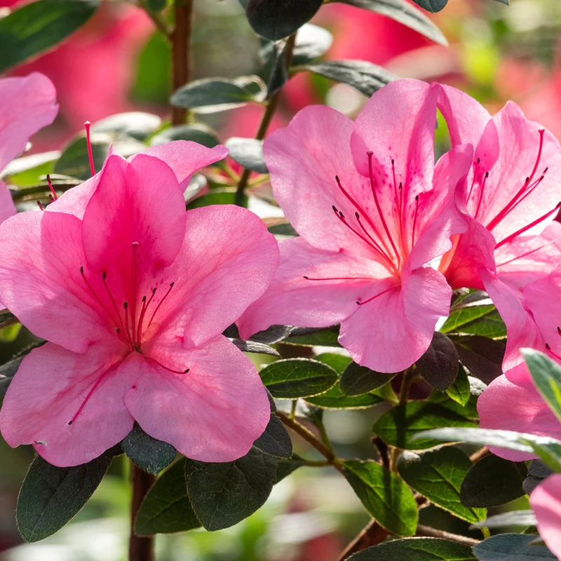 Japanische Azalee 'Pink'