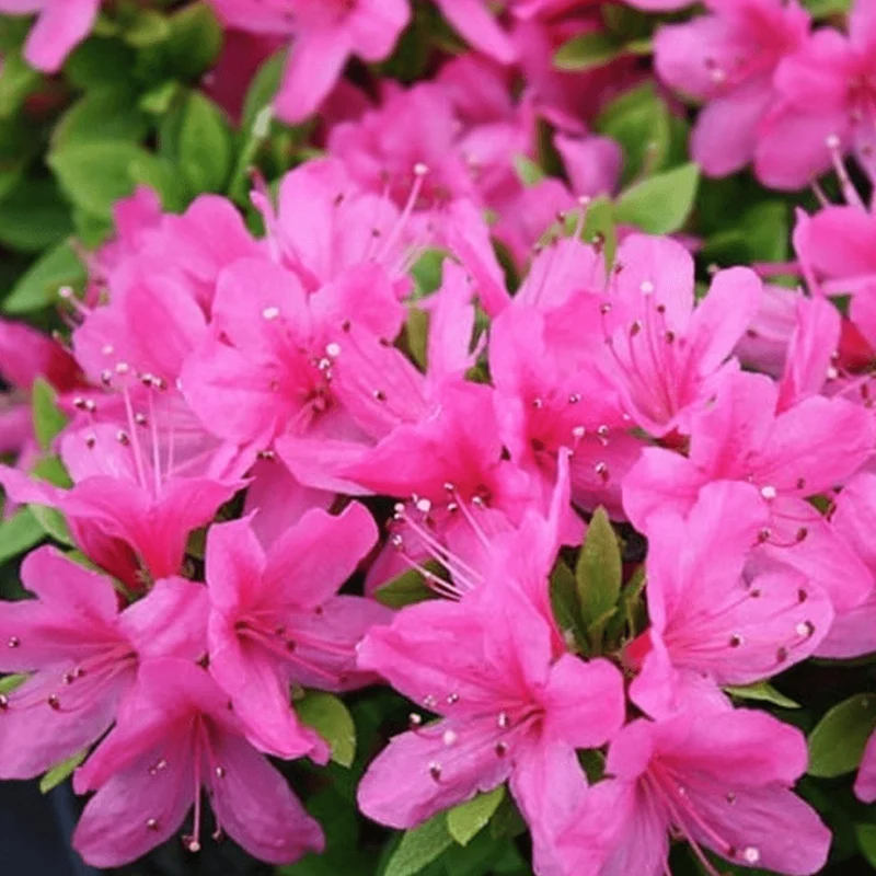 Japanische Azalee 'Pink'