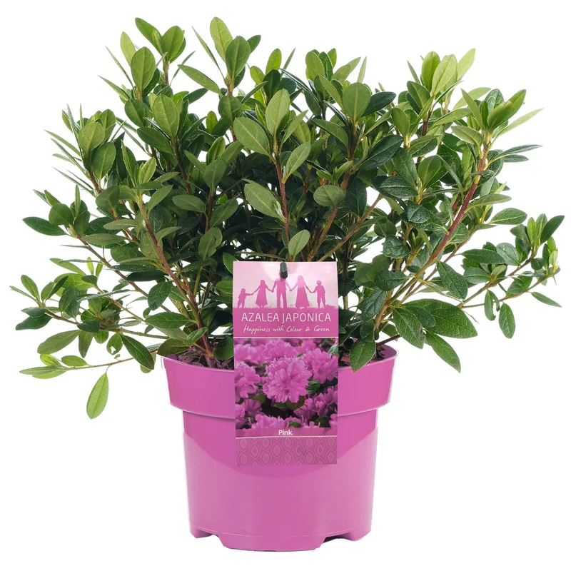 Japanische Azalee 'Pink'