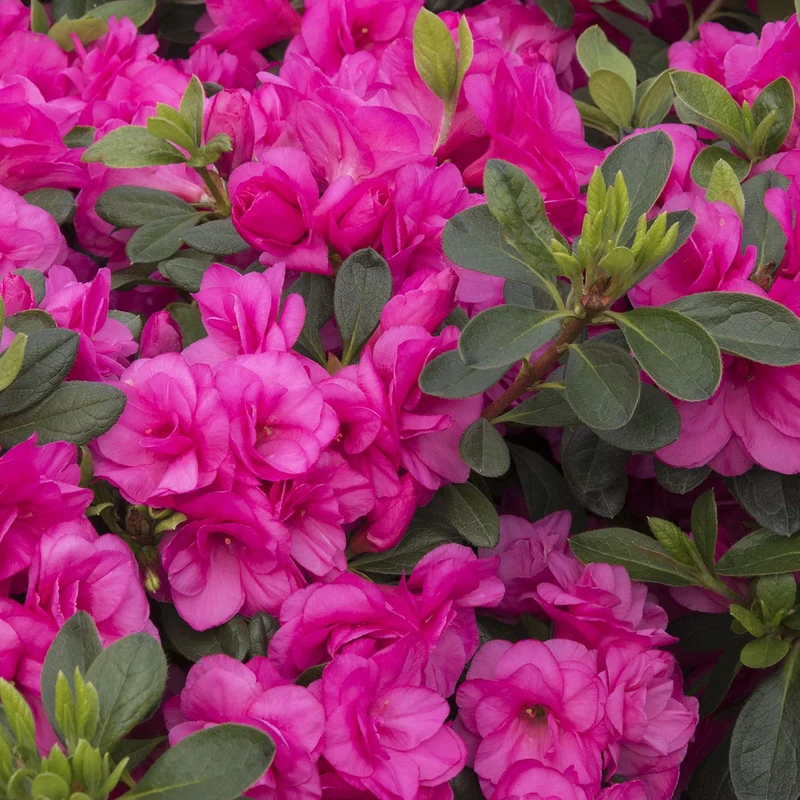 Japanische Azalee 'Pink'
