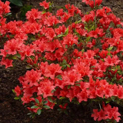 Japanische Azalee 'Orange Beauty'