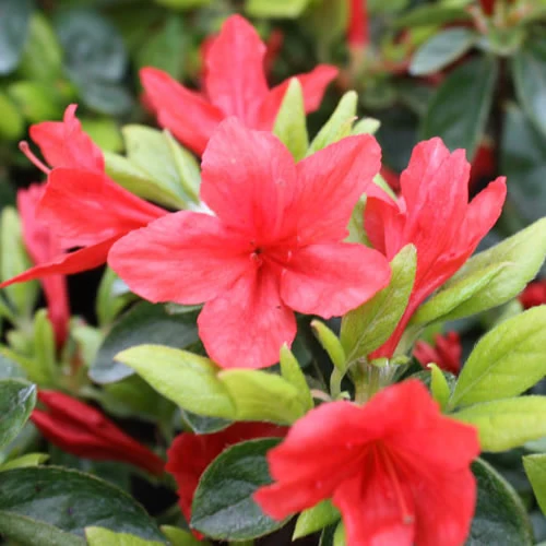 Japanische Azalee 'Orange Beauty'