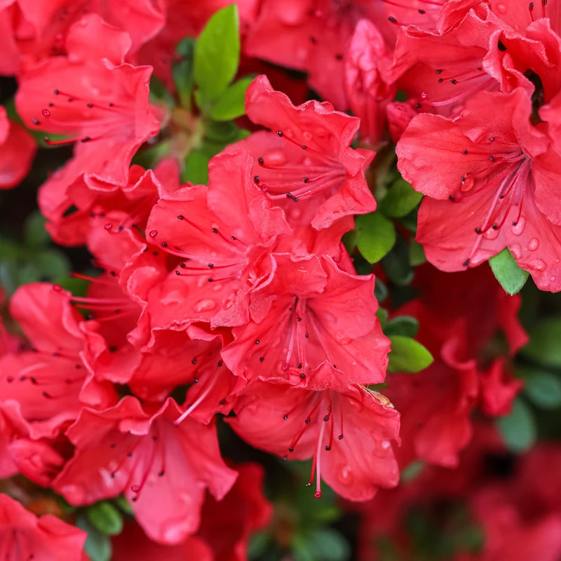 Azalee 'Geisha Red'