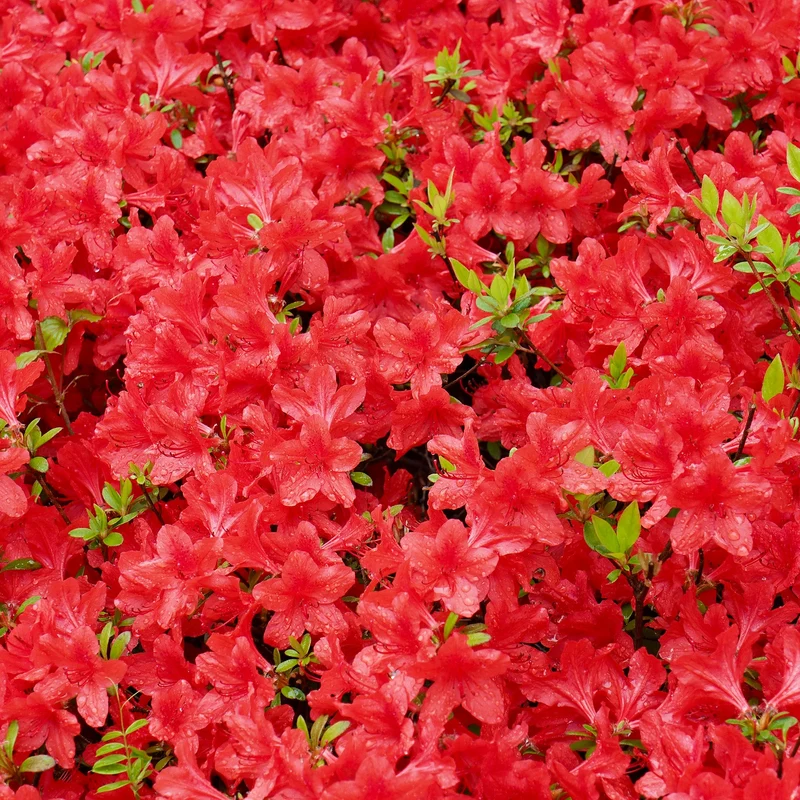 Azalee 'Geisha Red'