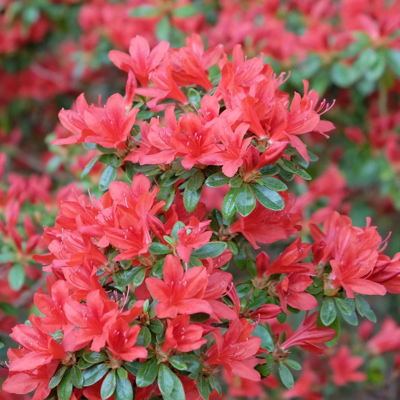Azalee 'Geisha Red'
