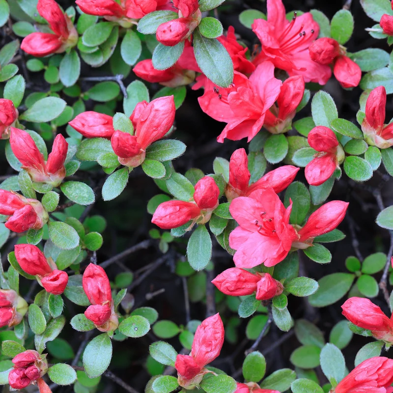 Azalee 'Geisha Red'