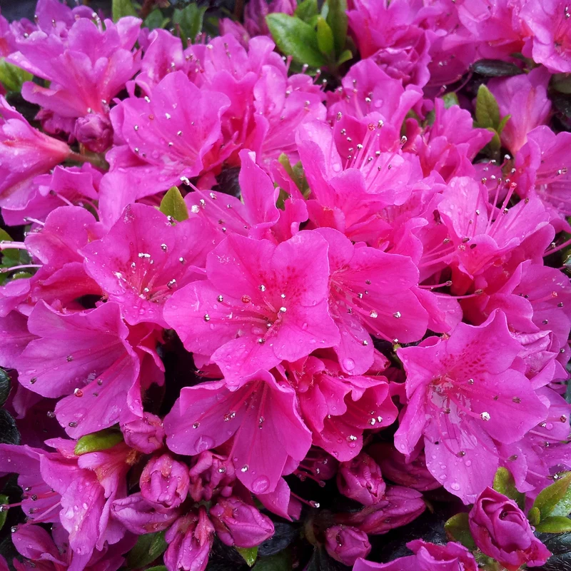Azalee 'Geisha Purple'