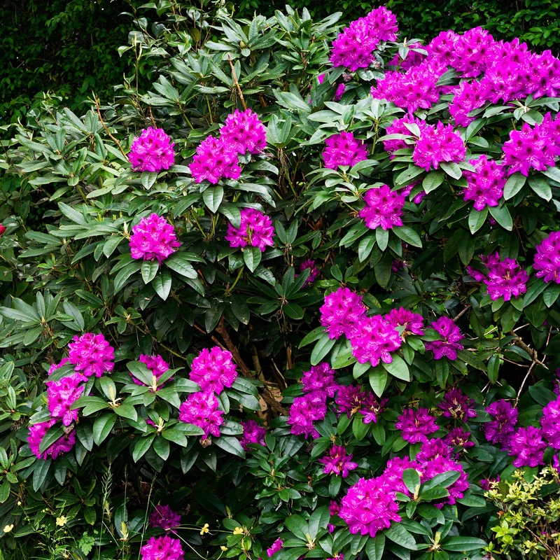 Azalee 'Geisha Purple'