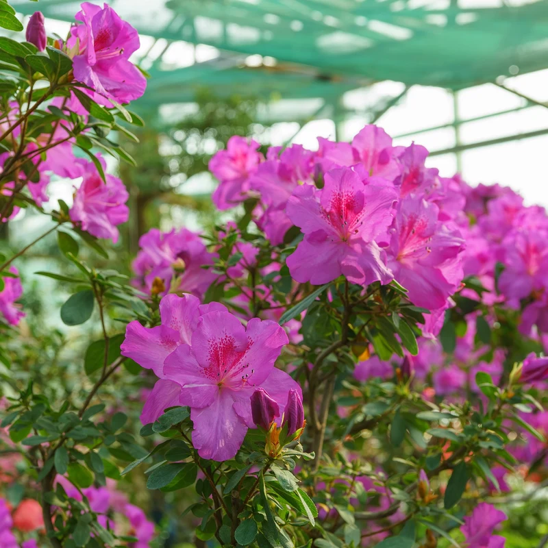 Azalee 'Geisha Purple'