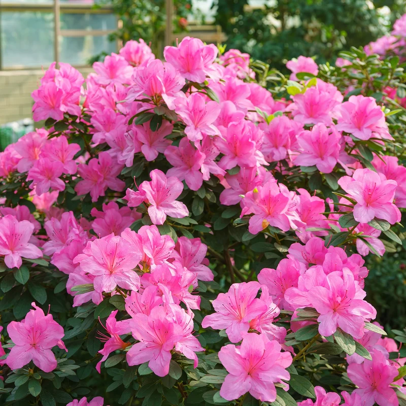 Azalee 'Geisha Purple'
