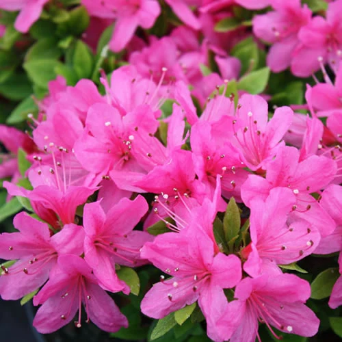 Azalee 'Geisha Pink'