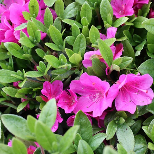 Azalee 'Geisha Pink'