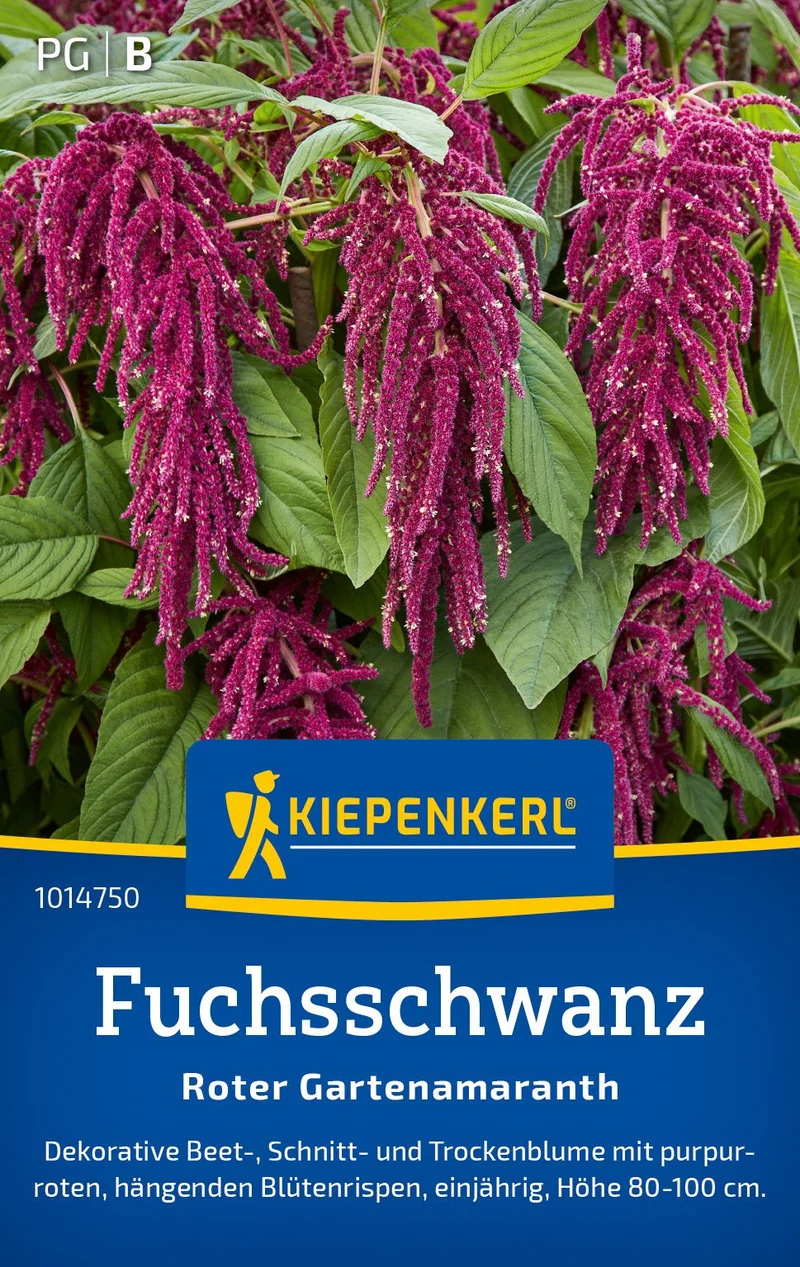 Fuchsschwanzsamen Roter Gartenamaranth