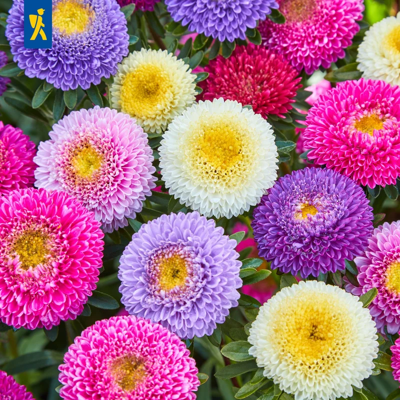 Sommerastersamen Pompon Mischung