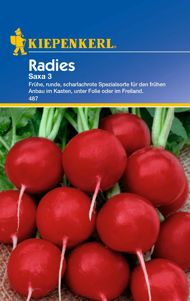 Radieschensamen Saxa 3