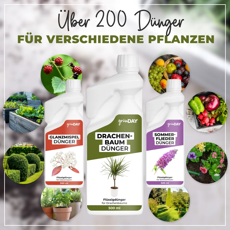Drachenbaum-Flüssigdünger 500 ml