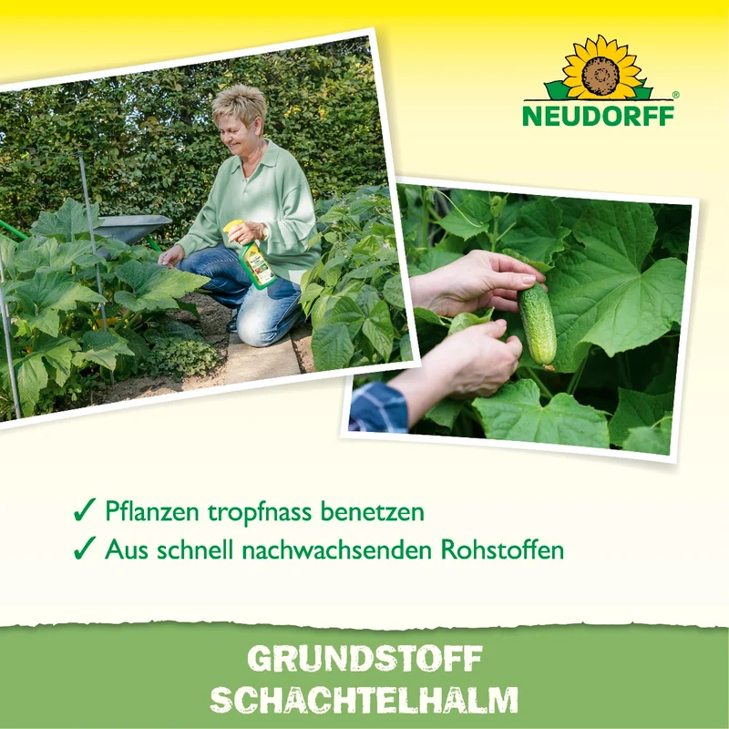 Grundstoff Schachtelhalm