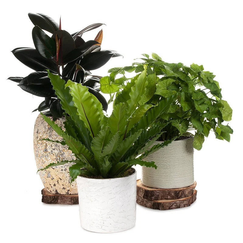 Ruby Ficus Atlantis Planter