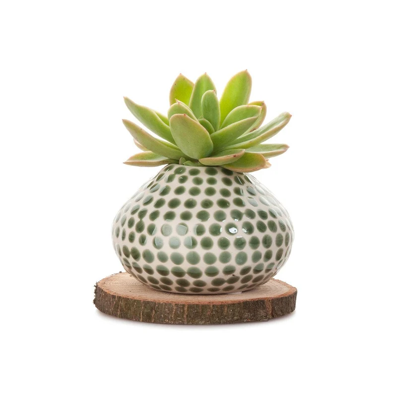Succulent Spots Planter
