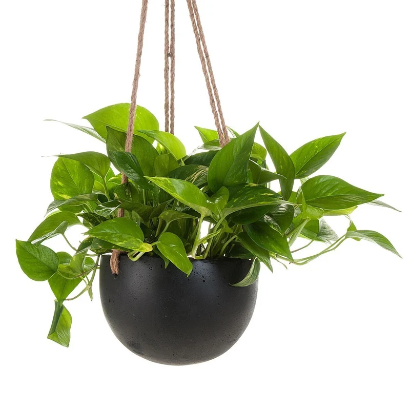 Devil's Ivy Concrete Hanging Planter