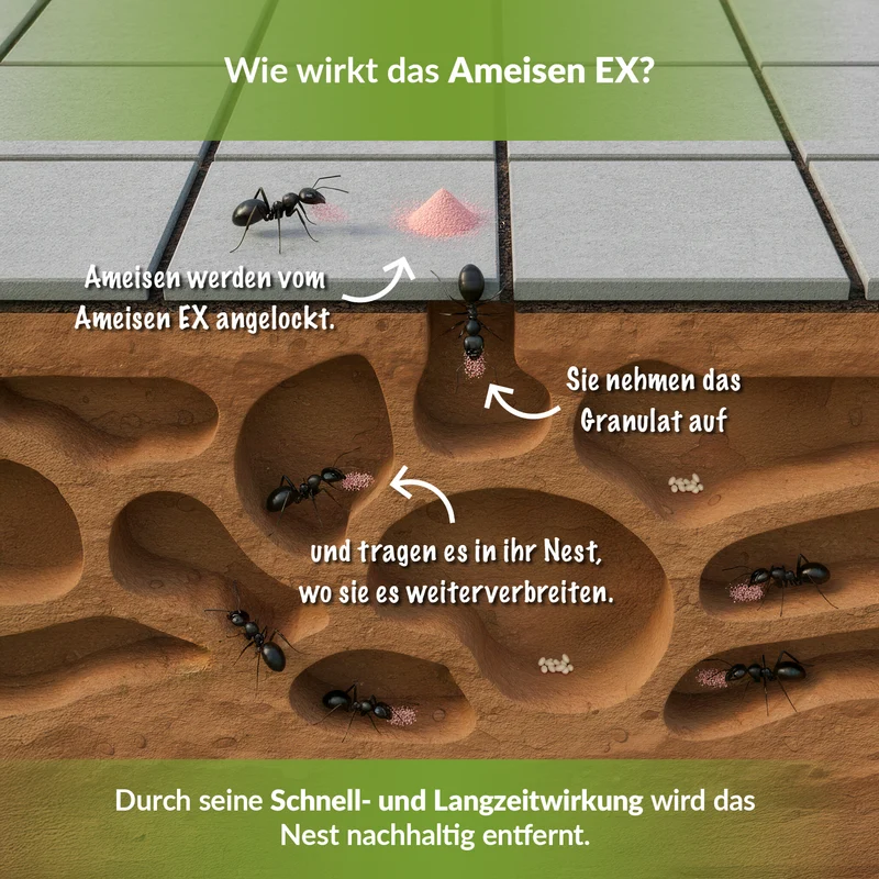 Ameisengift I Streu- & Gießmittel I Insektizid mit Langzeitwirkung