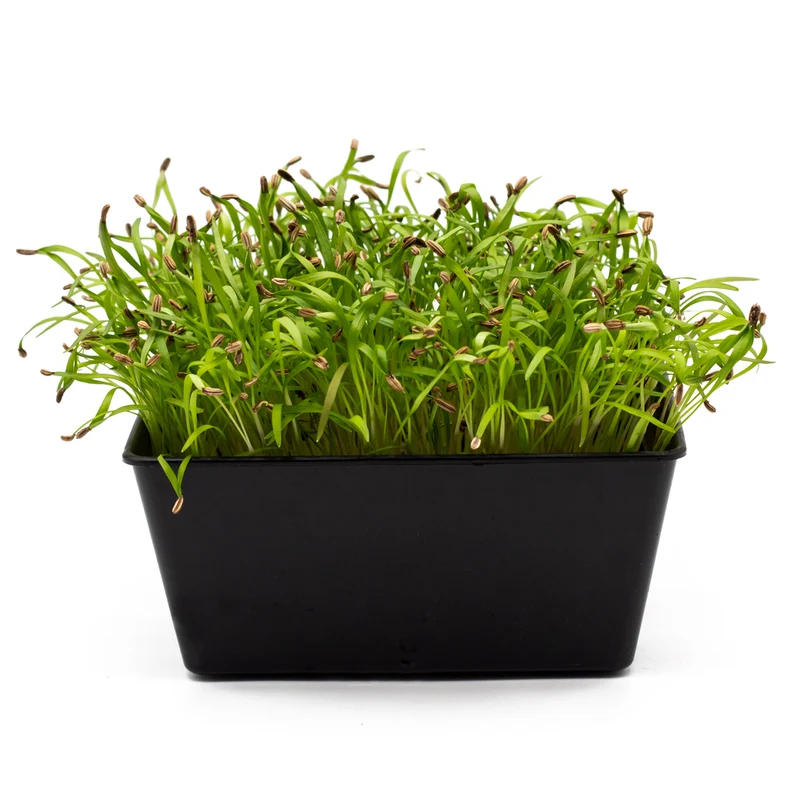 Bio Fenchel