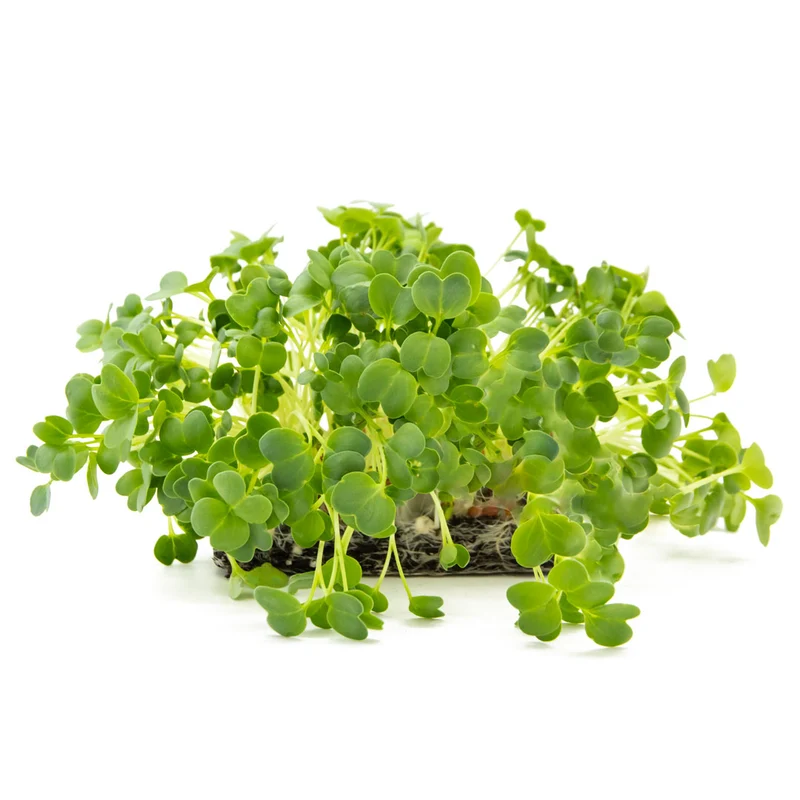 Bio Rettich Daikon