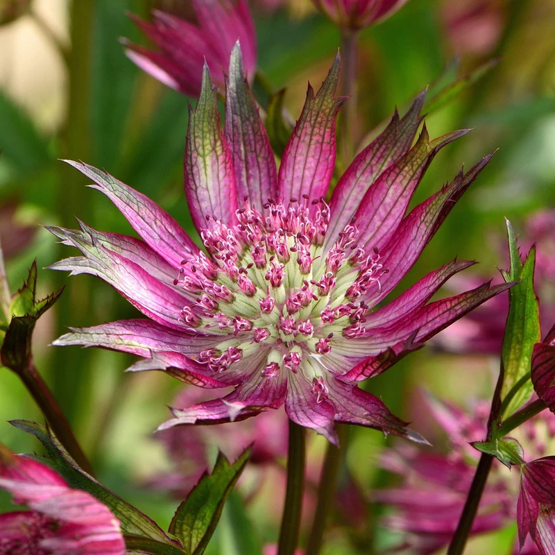 Sterndolde 'Star of Love'