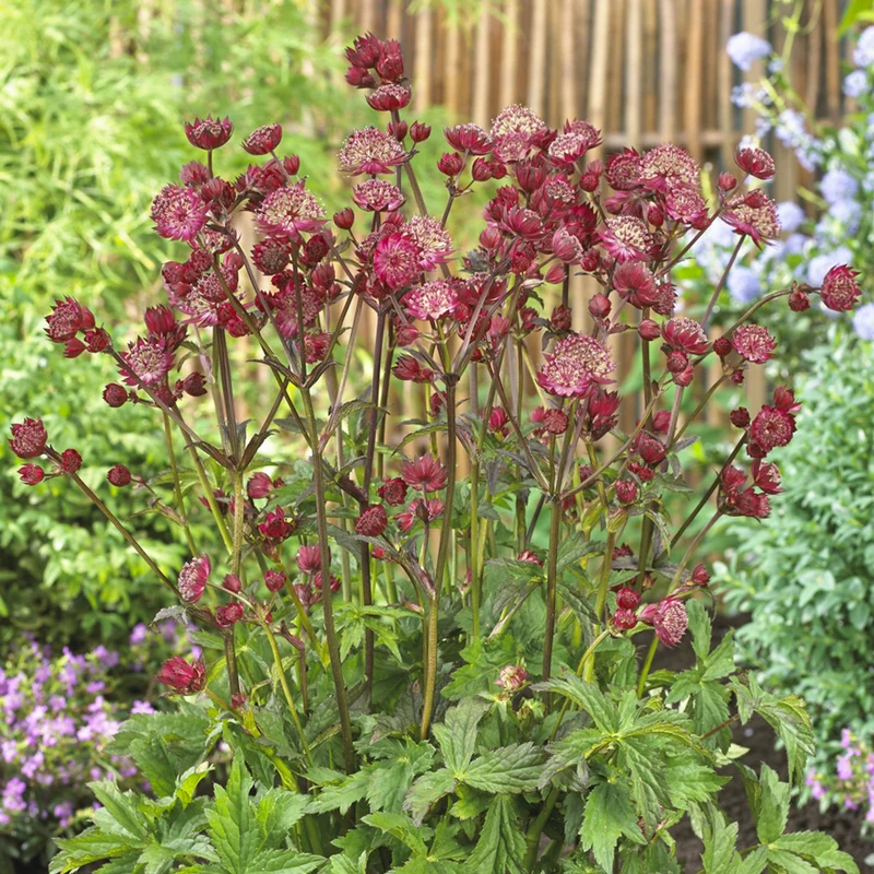 Sterndolde 'Star of Love'