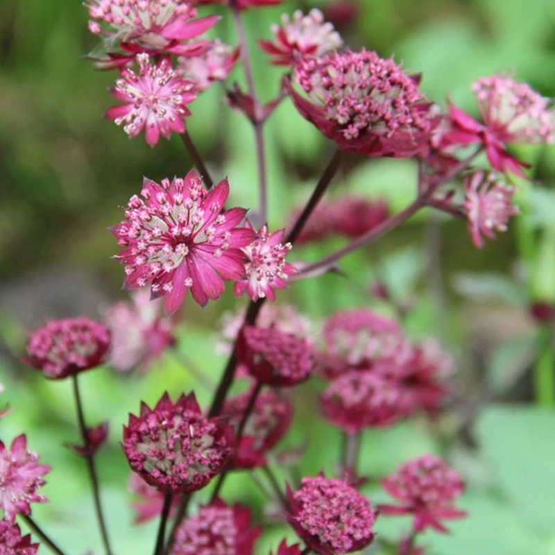 Sterndolde 'Star of Love'
