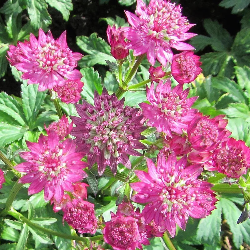 Sterndolde 'Star of Beauty'