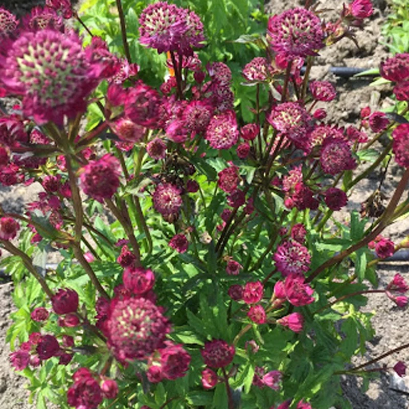 Sterndolde 'Star of Beauty'