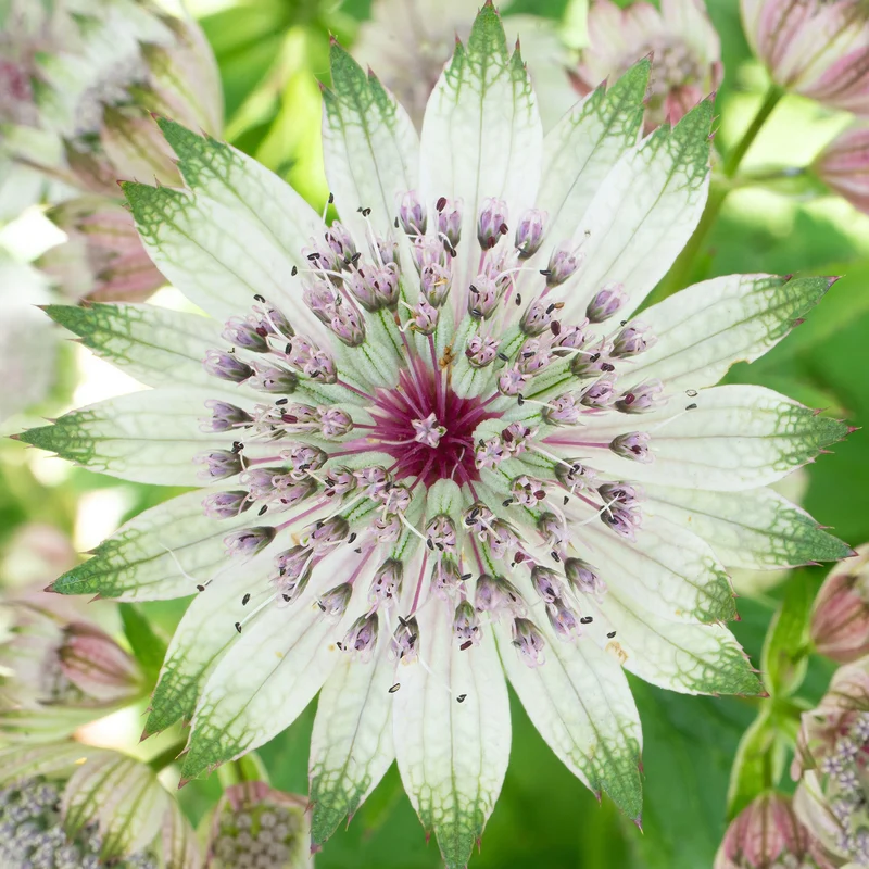 Sterndolde 'Florence'