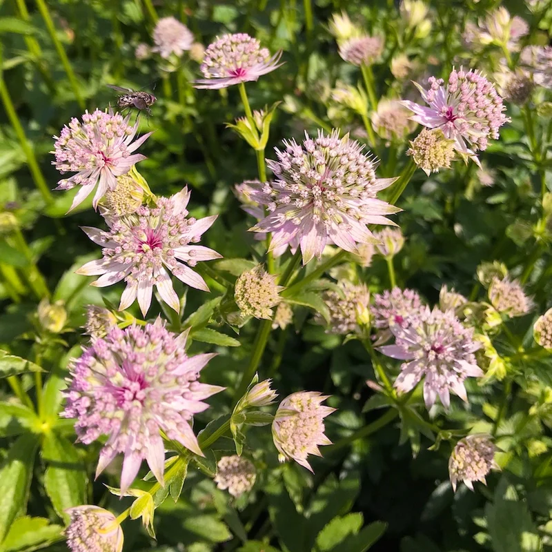 Sterndolde 'Florence'