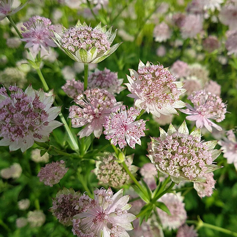Sterndolde 'Florence'