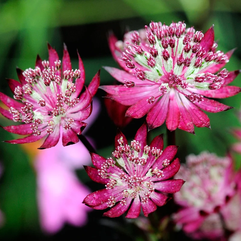 Sterndolde 'Claret'