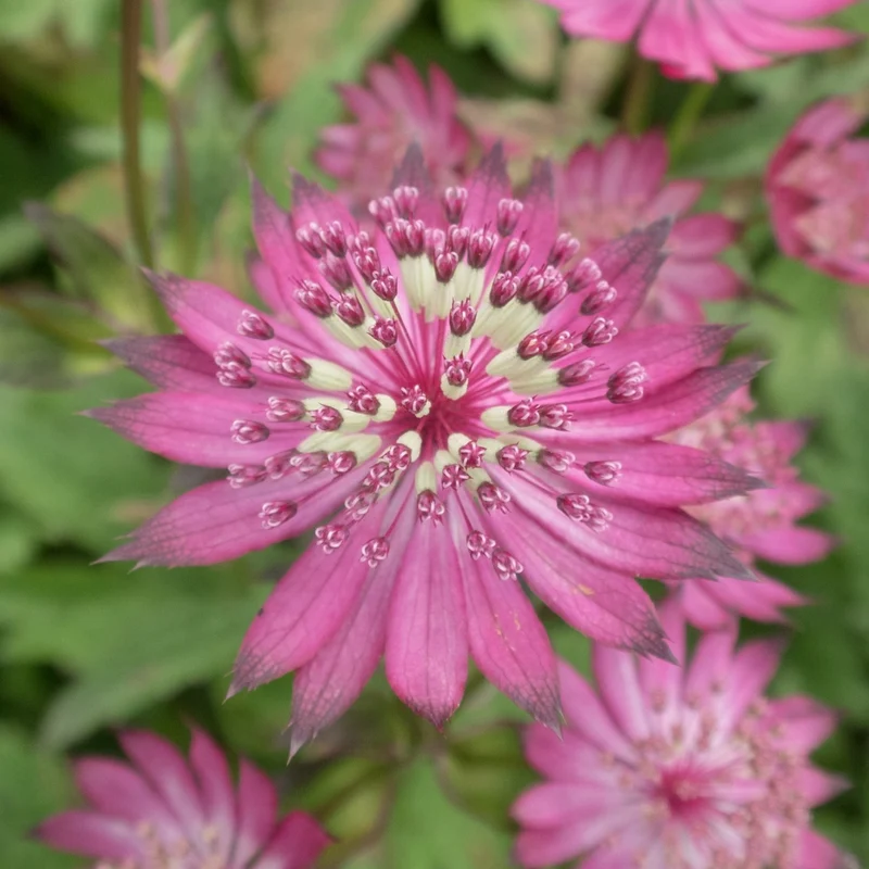 Sterndolde 'Claret'