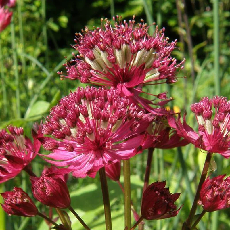 Sterndolde 'Claret'