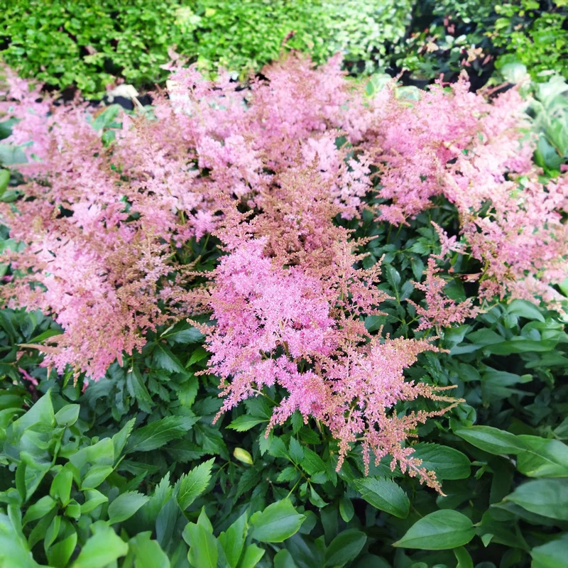 Prachtspiere 'Wonderful Day'