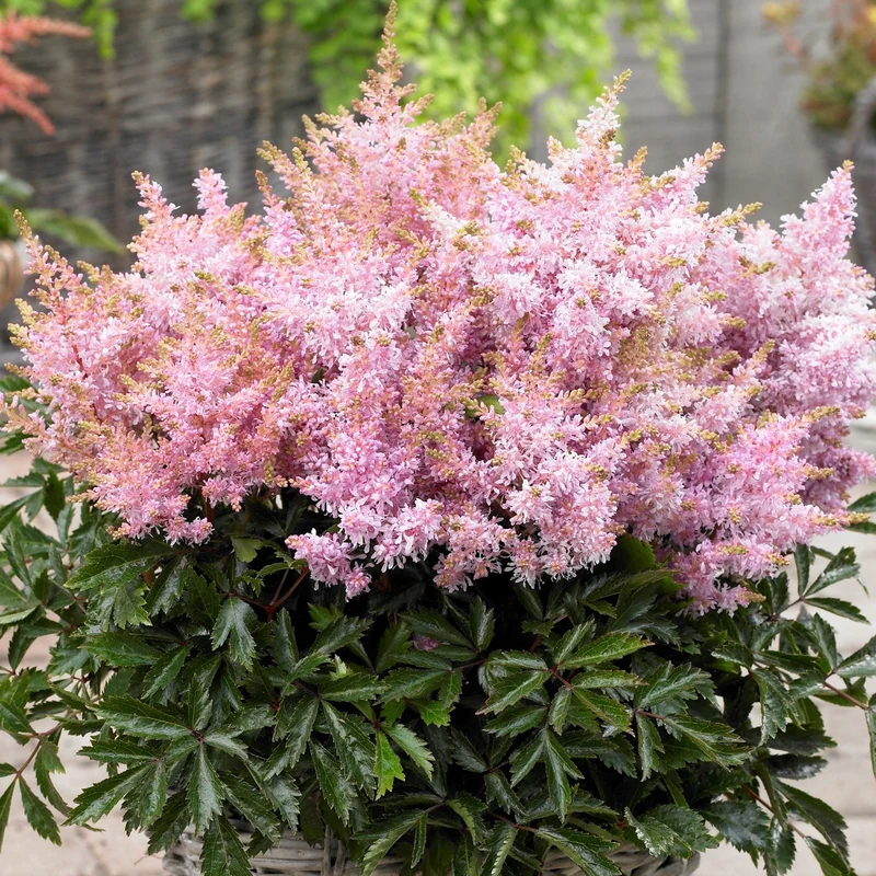 Prachtspiere 'Short 'n' Sweet Sugarberry'
