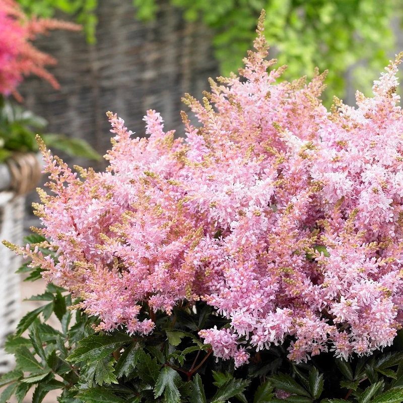 Prachtspiere 'Short 'n' Sweet Sugarberry'