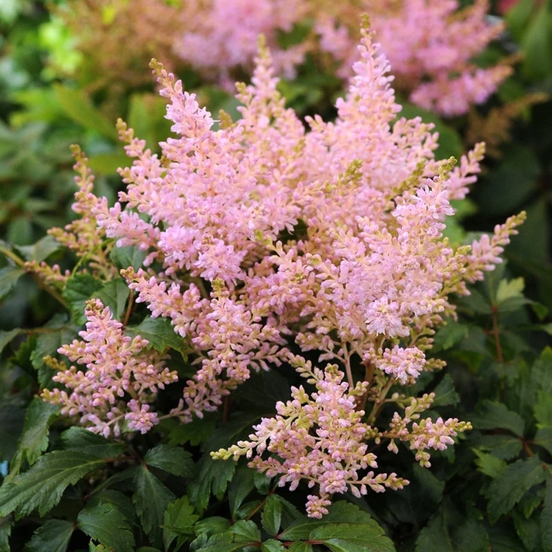 Prachtspiere 'Short 'n' Sweet Sugarberry'