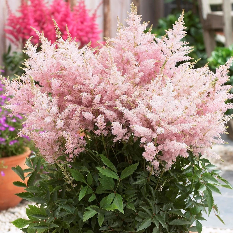 Prachtspiere 'Short 'n' Sweet Sugarberry'