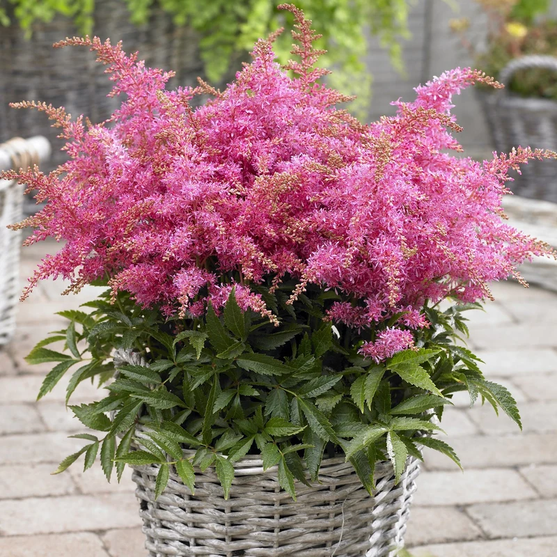 Prachtspiere 'Short 'n' Sweet Raspberry'