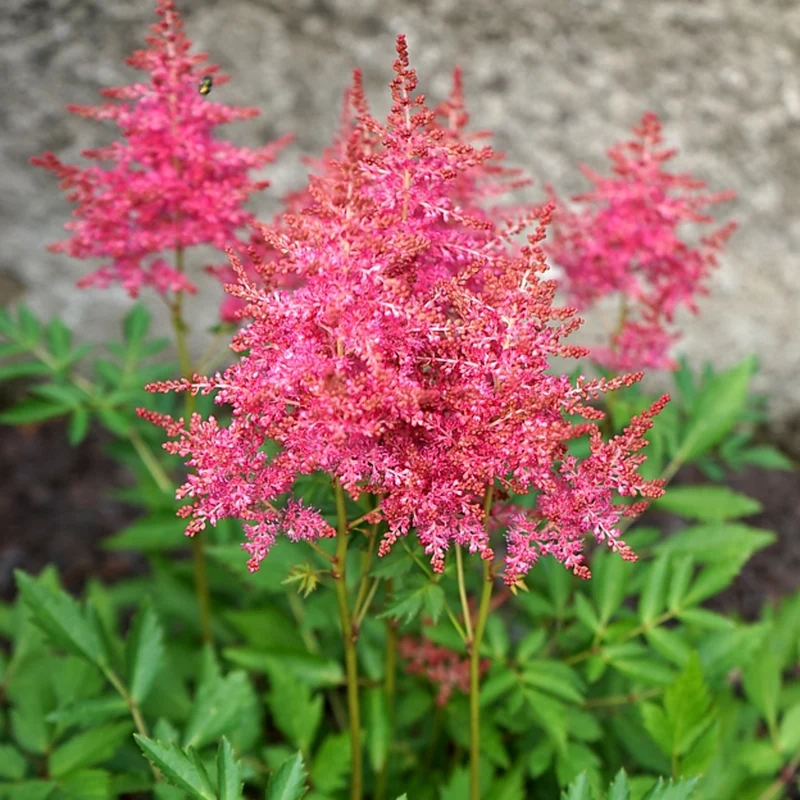 Prachtspiere 'Short 'n' Sweet Raspberry'