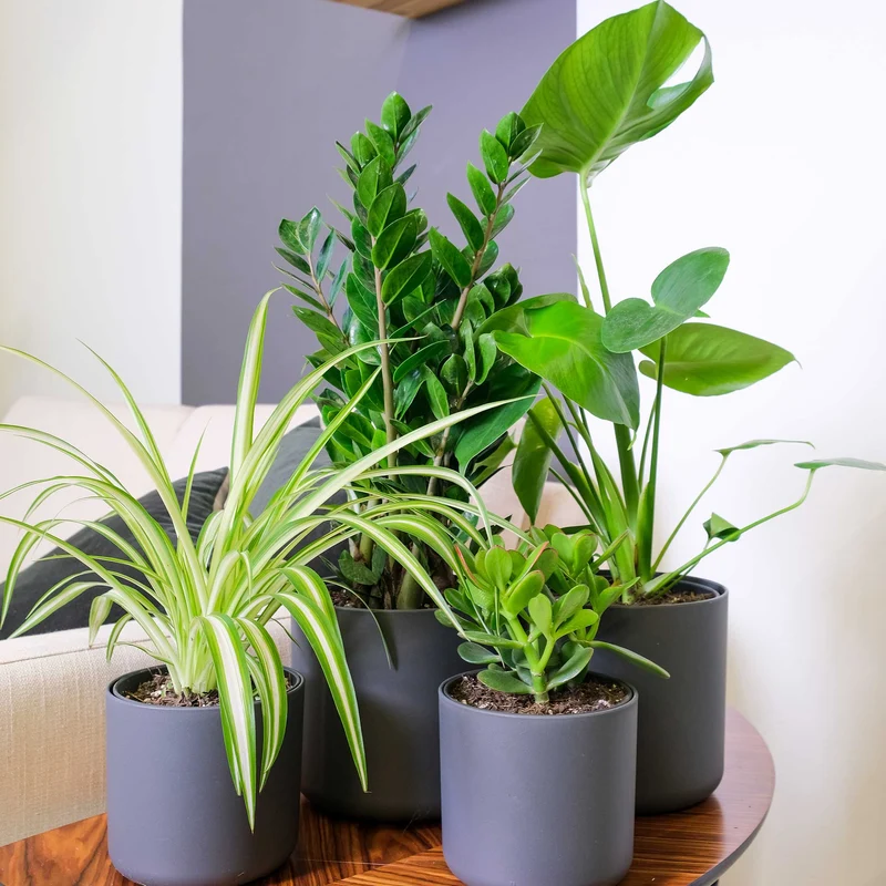 Monstera deliciosa