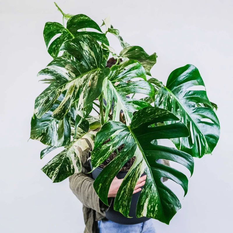 Monstera deliciosa