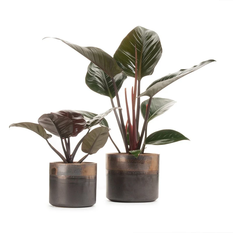 Philadendron Congo Bronze Planter