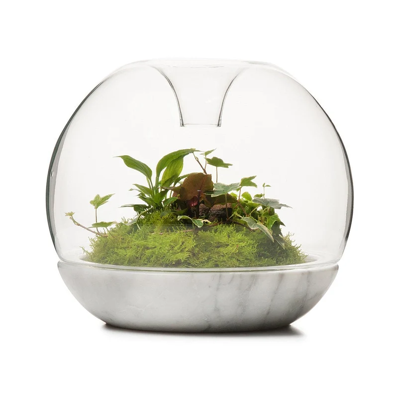 Biodome Rainforest Terrarium