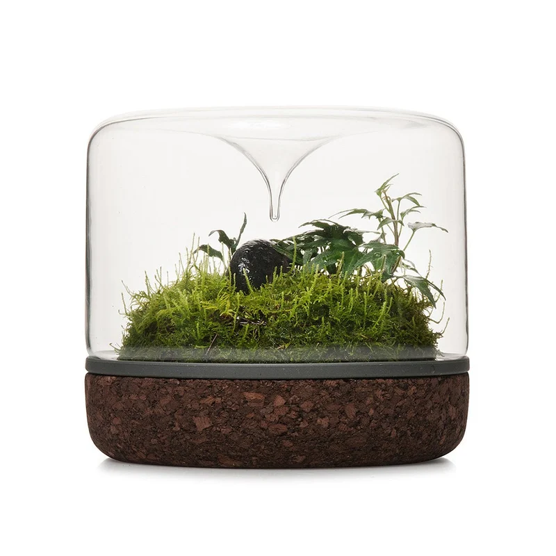 Sanctuary Rainforest Terrarium